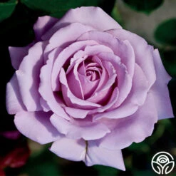 Love Song -RoseLuxe Shop love song 3 8