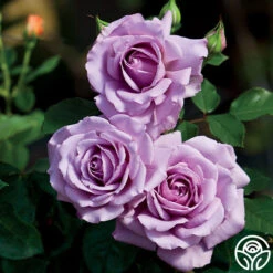 Best Seller -RoseLuxe Shop love song 5