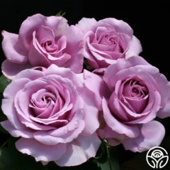 Love Song -RoseLuxe Shop love song 6