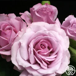 Love Song -RoseLuxe Shop love song 7