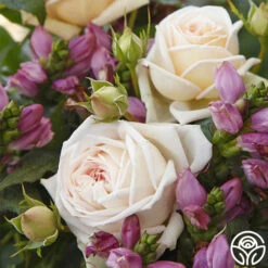 Parfuma® Madame Anisette™ 8 Parfuma® Madame Anisette™ -RoseLuxe Shop madame anisette 3 1