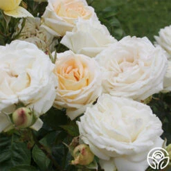 Parfuma® Madame Anisette™ 9 Parfuma® Madame Anisette™ -RoseLuxe Shop madame anisette 5