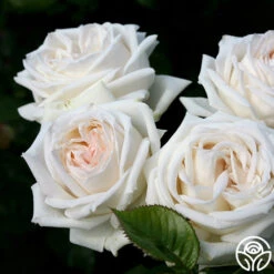 Parfuma® Madame Anisette™ 10 Parfuma® Madame Anisette™ -RoseLuxe Shop madame anisette 6