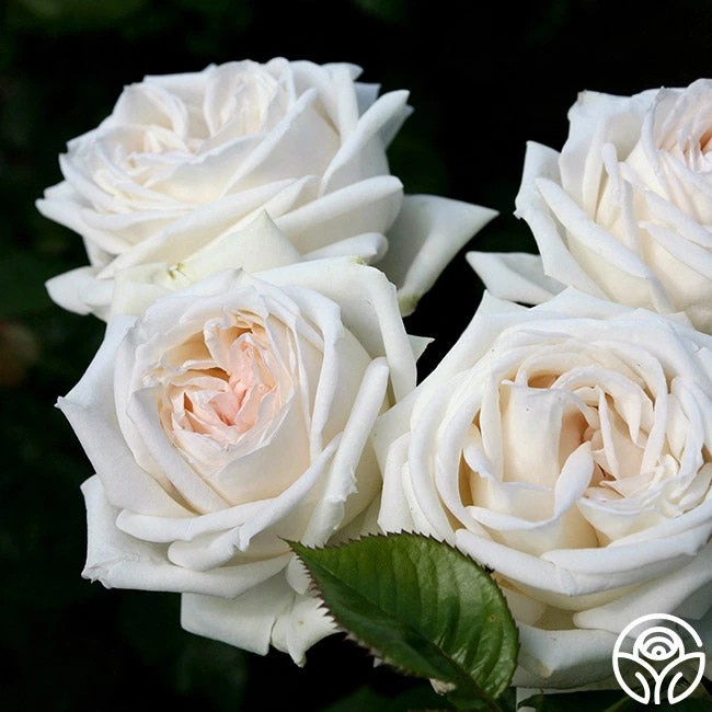 Parfuma® Madame Anisette™ 5 Parfuma® Madame Anisette™ - Image 5