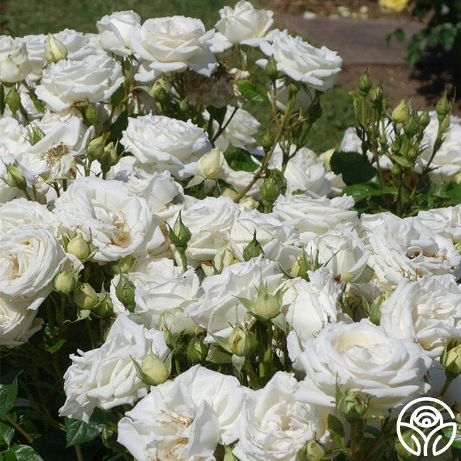 Parfuma® Madame Anisette™ 6 Parfuma® Madame Anisette™ - Image 6