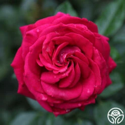 Stiletto™ -RoseLuxe Shop main stiletto 4