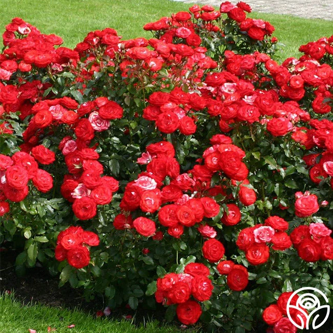 Mandarin Ice® 2 Mandarin Ice® - Image 2