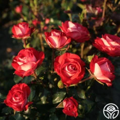 Mandarin Ice® 5 Mandarin Ice® -RoseLuxe Shop mandarin ice 3 1