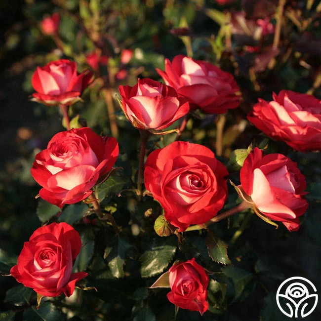 Mandarin Ice® 3 Mandarin Ice® - Image 3