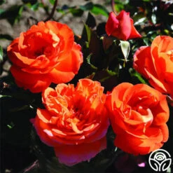 Veranda® Mango -RoseLuxe Shop mango veranda 1