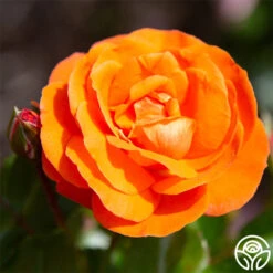 Veranda® Mango -RoseLuxe Shop mango veranda 23