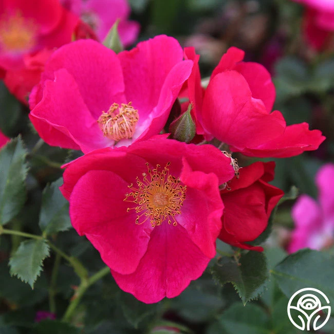 Manhattan Blue 1 Manhattan Blue