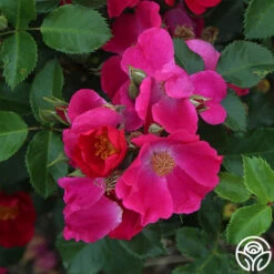 Manhattan Blue 7 Manhattan Blue -RoseLuxe Shop manhattan blue 2 1 1