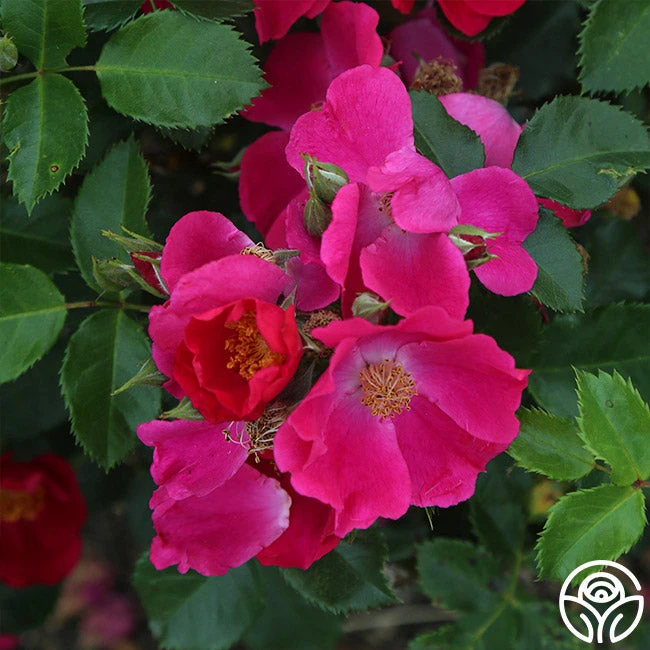 Manhattan Blue 4 Manhattan Blue - Image 4