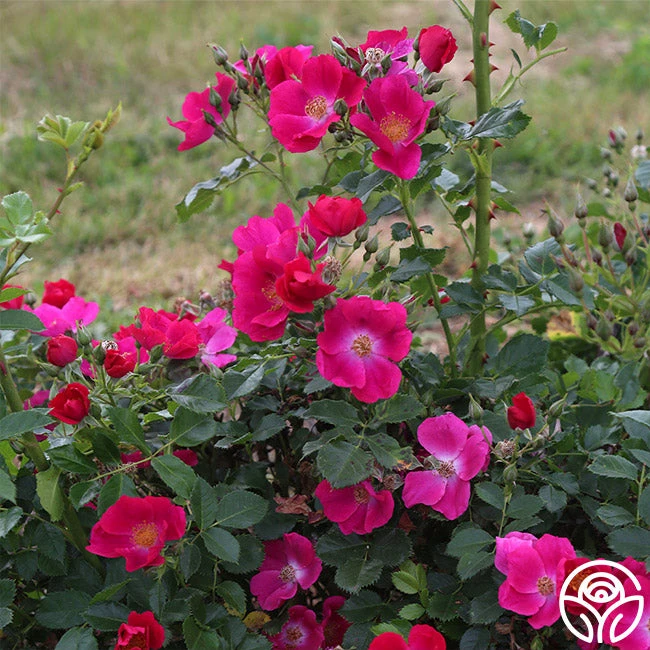 Manhattan Blue 3 Manhattan Blue - Image 3