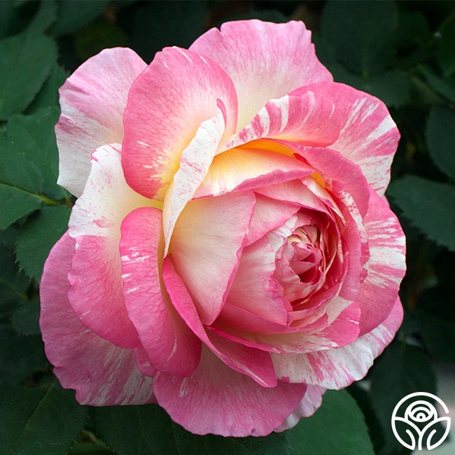 Marc Chagall™ 1 Marc Chagall™