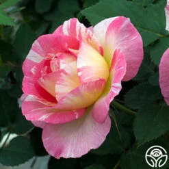 Best Seller -RoseLuxe Shop marc chagall 2 1