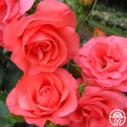 Marmalade Skies™ -RoseLuxe Shop marmalade skies 6 2