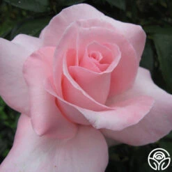 Marylou Whitney -RoseLuxe Shop mary lou whitney 3