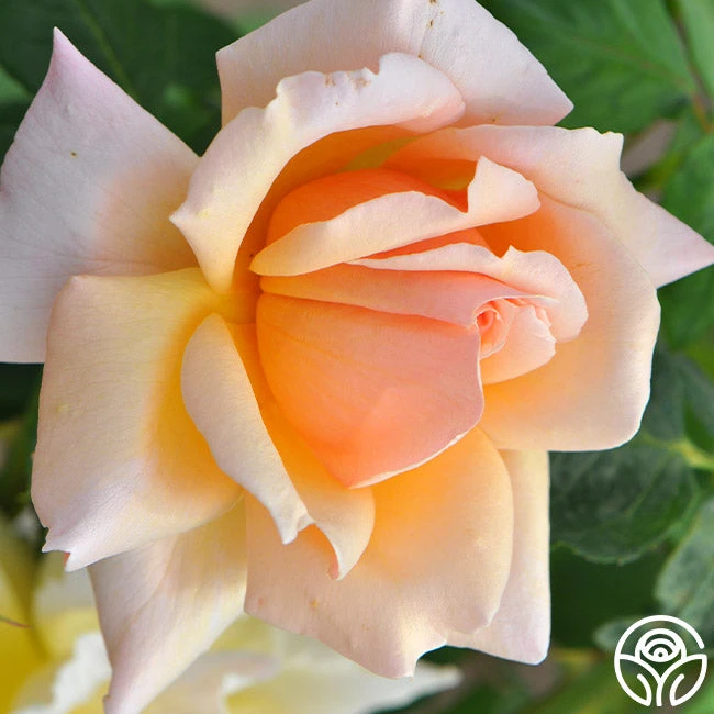 Medallion® 2 Medallion® - Image 2