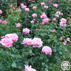 Memorial Day™ -RoseLuxe Shop memorial day 2 9