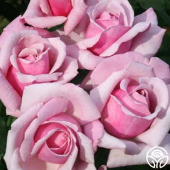 Memorial Day™ -RoseLuxe Shop memorial day 4 2