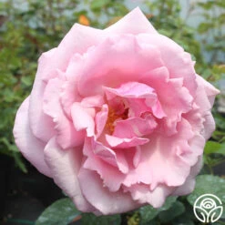 Memorial Day™ -RoseLuxe Shop memorial day 5 1