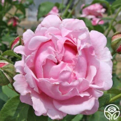 Memorial Day™ -RoseLuxe Shop memorial day 6 1