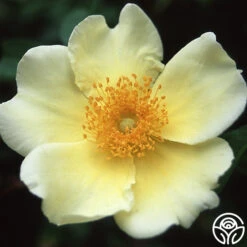 Mermaid -RoseLuxe Shop mermaid logo 03