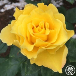 Best Seller -RoseLuxe Shop midas touch 13