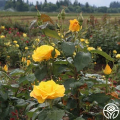 Midas Touch™ 12 Midas Touch™ -RoseLuxe Shop midas touch 4 1