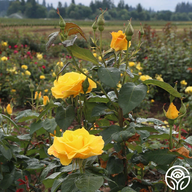 Midas Touch™ 4 Midas Touch™ - Image 4