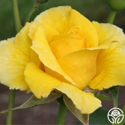 Midas Touch™ 15 Midas Touch™ -RoseLuxe Shop midas touch 6 2