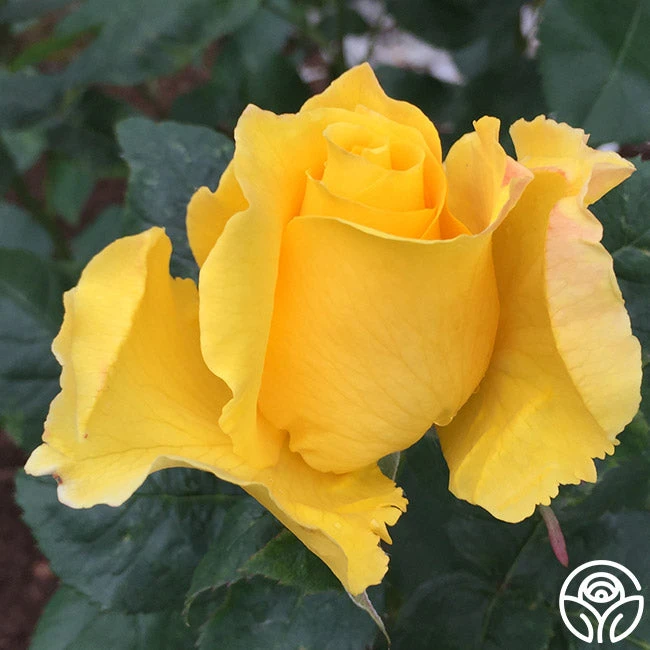 Midas Touch™ 6 Midas Touch™ - Image 6