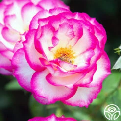 Miss Congeniality™ -RoseLuxe Shop miss congeniality 11