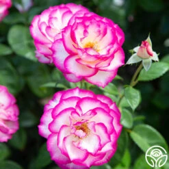 Miss Congeniality™ -RoseLuxe Shop miss congeniality 3 1 1