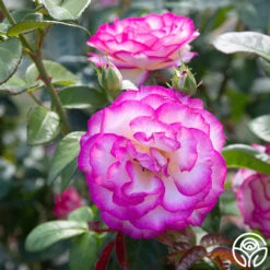 Miss Congeniality™ -RoseLuxe Shop miss congeniality 4