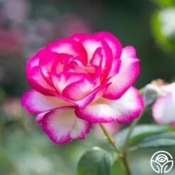 Miss Congeniality™ -RoseLuxe Shop miss congeniality 5