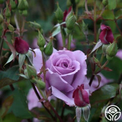 Mme Violet -RoseLuxe Shop mme violet 4 1