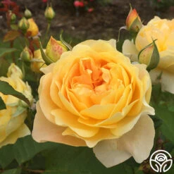 Molineux® -RoseLuxe Shop molinuex 7