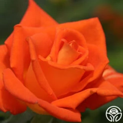 Monica® -RoseLuxe Shop monica 5