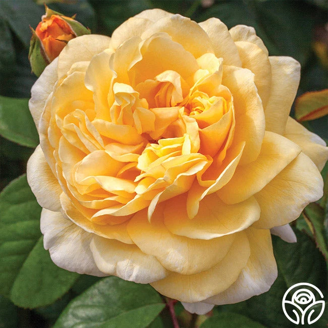 Moonlight Romantica® 6 Moonlight Romantica® - Image 6