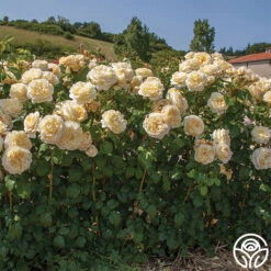 Moonlight Romantica® 13 Moonlight Romantica® -RoseLuxe Shop moonlight romantica 3 1