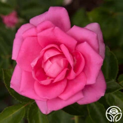 Morning Jewel® 21 Morning Jewel® -RoseLuxe Shop morning jewel 13