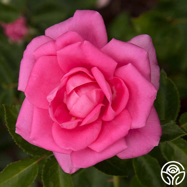 Morning Jewel® 11 Morning Jewel® - Image 11