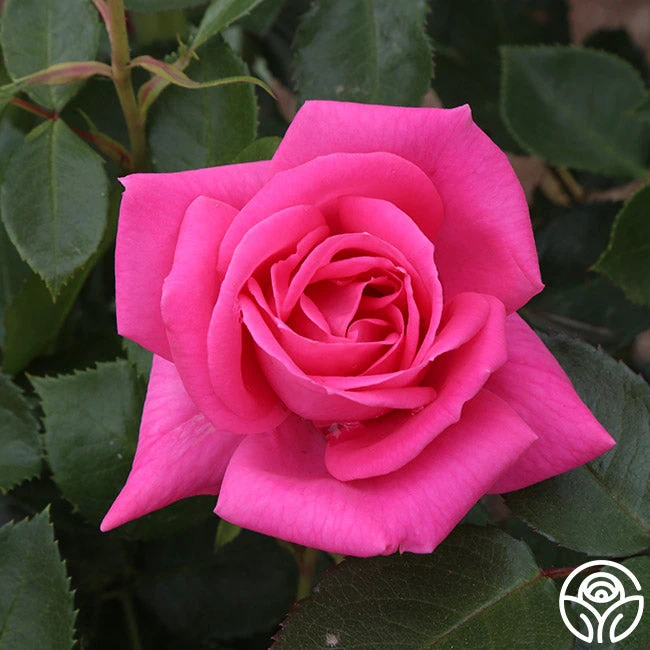 Morning Jewel® 9 Morning Jewel® - Image 9