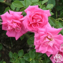 Morning Jewel® 18 Morning Jewel® -RoseLuxe Shop morning jewel 18