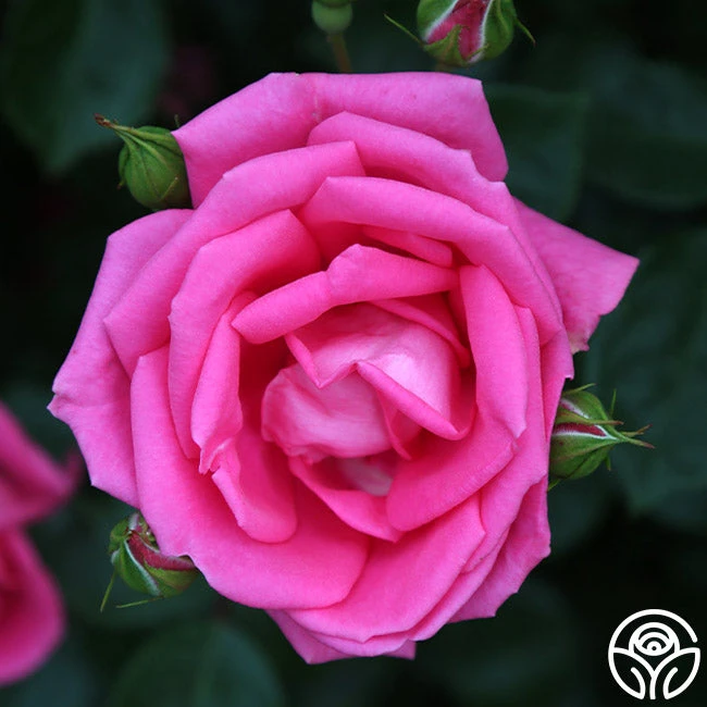 Morning Jewel® 6 Morning Jewel® - Image 6