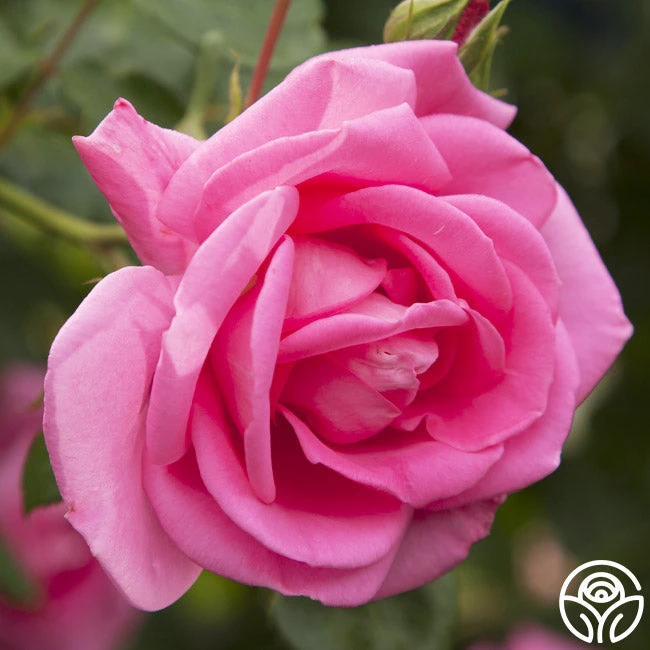 Morning Jewel® 1 Morning Jewel®