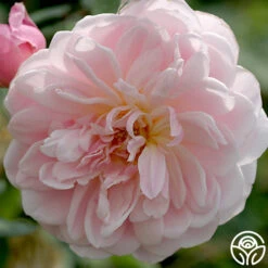 Front Page -RoseLuxe Shop mortimer sackler logo 01